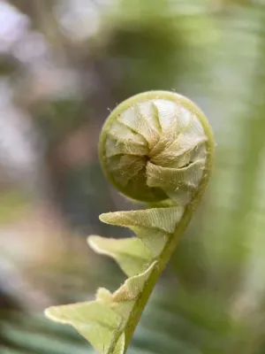 Fern Frond Bud
