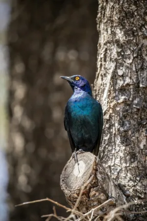 Blue Bird On Tree Stump