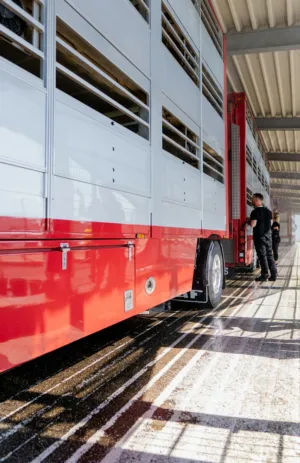 Red Livestock Transport Truck