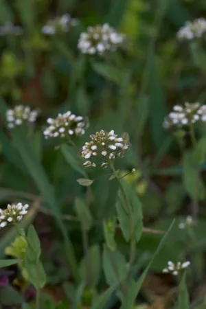 White Wildflowers
