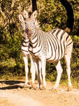 Zebras In The Wild
