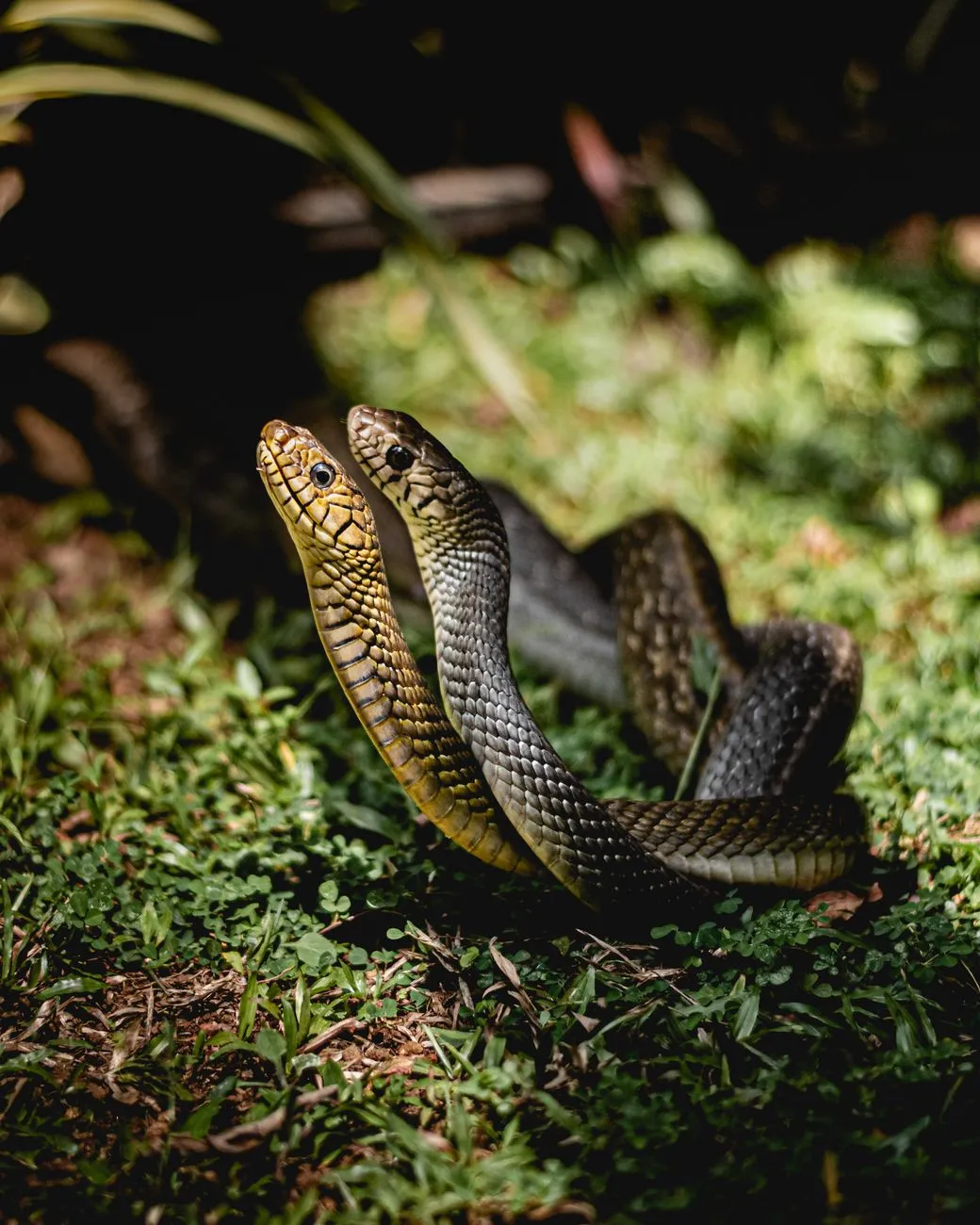 Two Snakes In The Grass