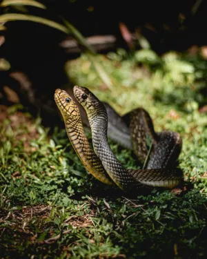 Two Snakes In The Grass