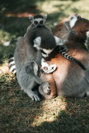 Ring-Tailed Lemurs