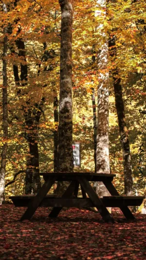 Autumn Forest Picnic Table