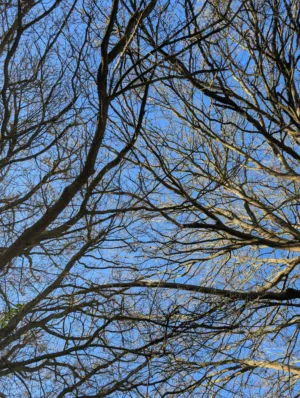 Bare Tree Branches