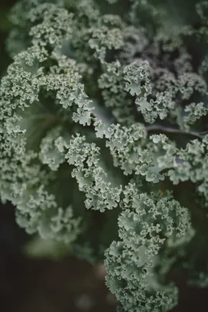 Green Kale Leaves