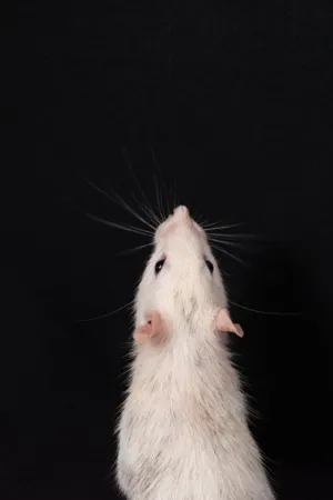 White Rat