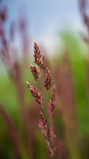 Red Grass Seed Head
