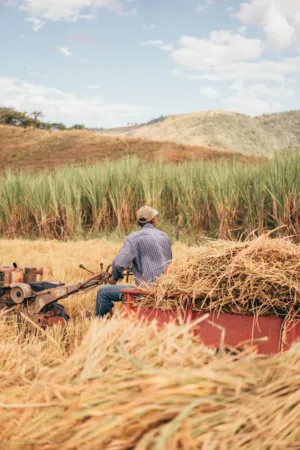 Farmer In Field