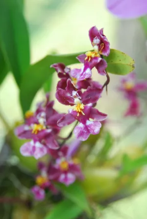 Purple Orchids