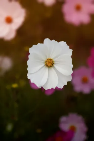 White Cosmos Flower