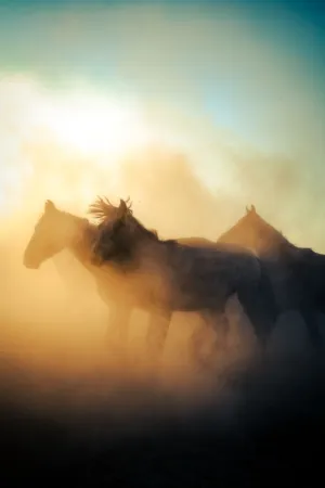 Horses In Dust