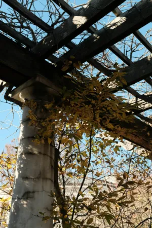 Pergola And Autumn Leaves