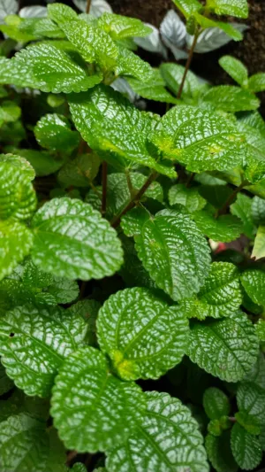 Green Leafy Plant