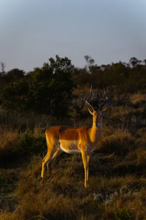 Sunlit Antelope