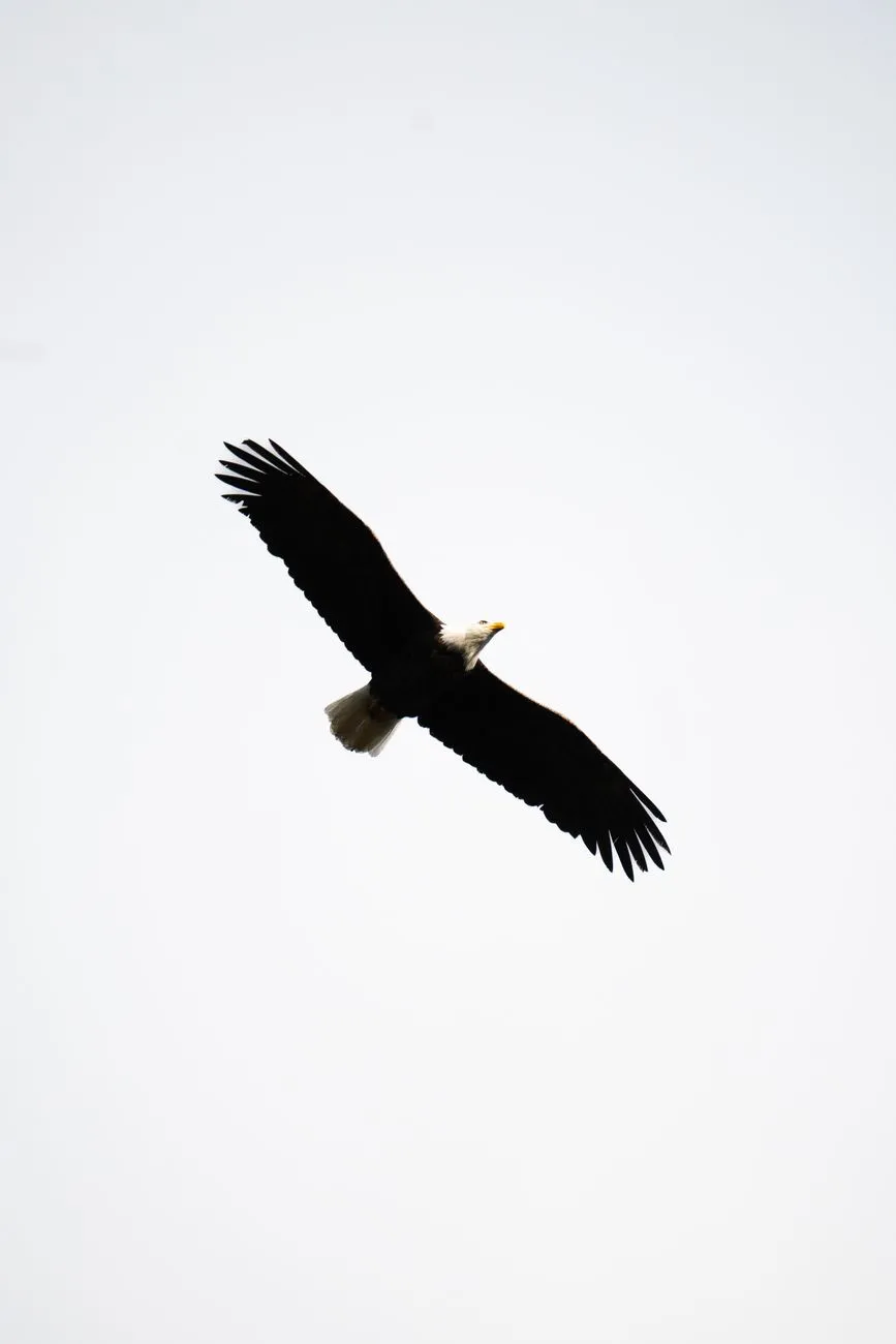 Bald Eagle In Flight