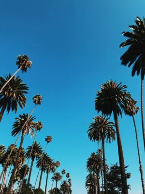 Palm Trees Against Blue Sky