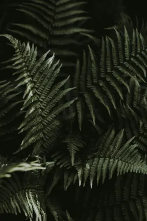 Ferns In The Shadows
