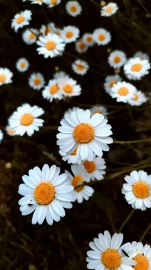 Daisy Field