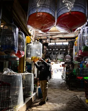 Bird Market