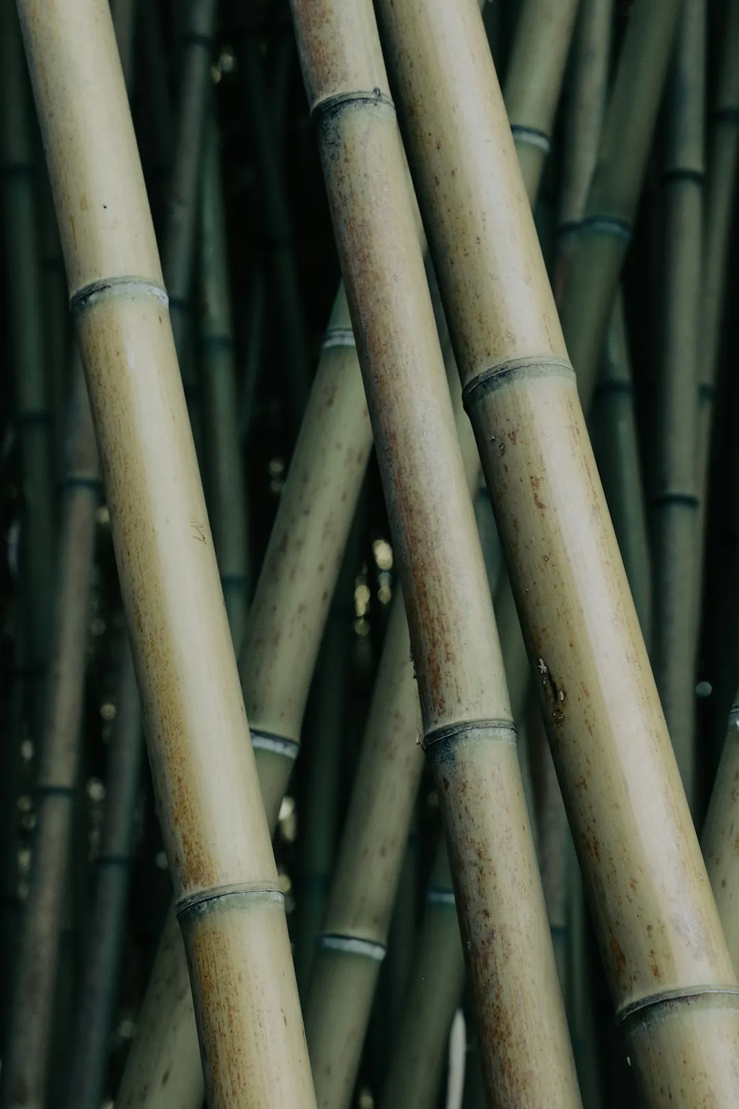 Bamboo Stalks