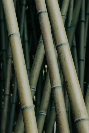 Bamboo Stalks