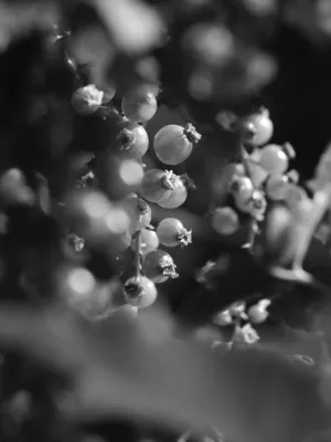 Black And White Berries