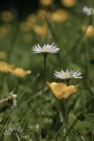 Daisy Field