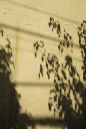 Leaf Shadows On Wall