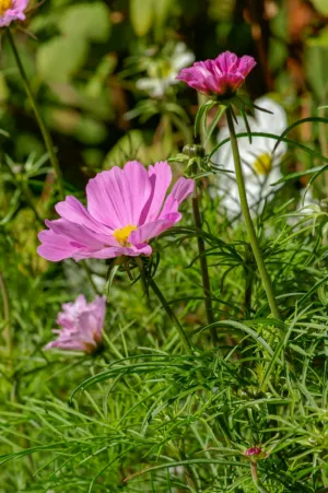 Pink Cosmos Flowers