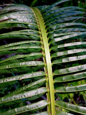 Green Fern Frond