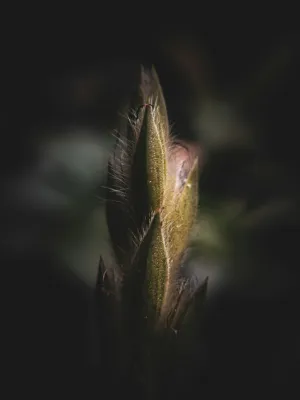 Green Bud