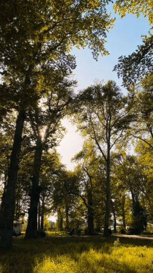 Sunlit Forest