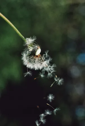 Dandelion In Flight