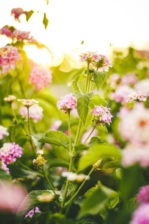 Sunlit Flowers