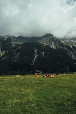 Cows In The Alps