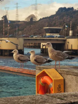 Seagulls By The Water