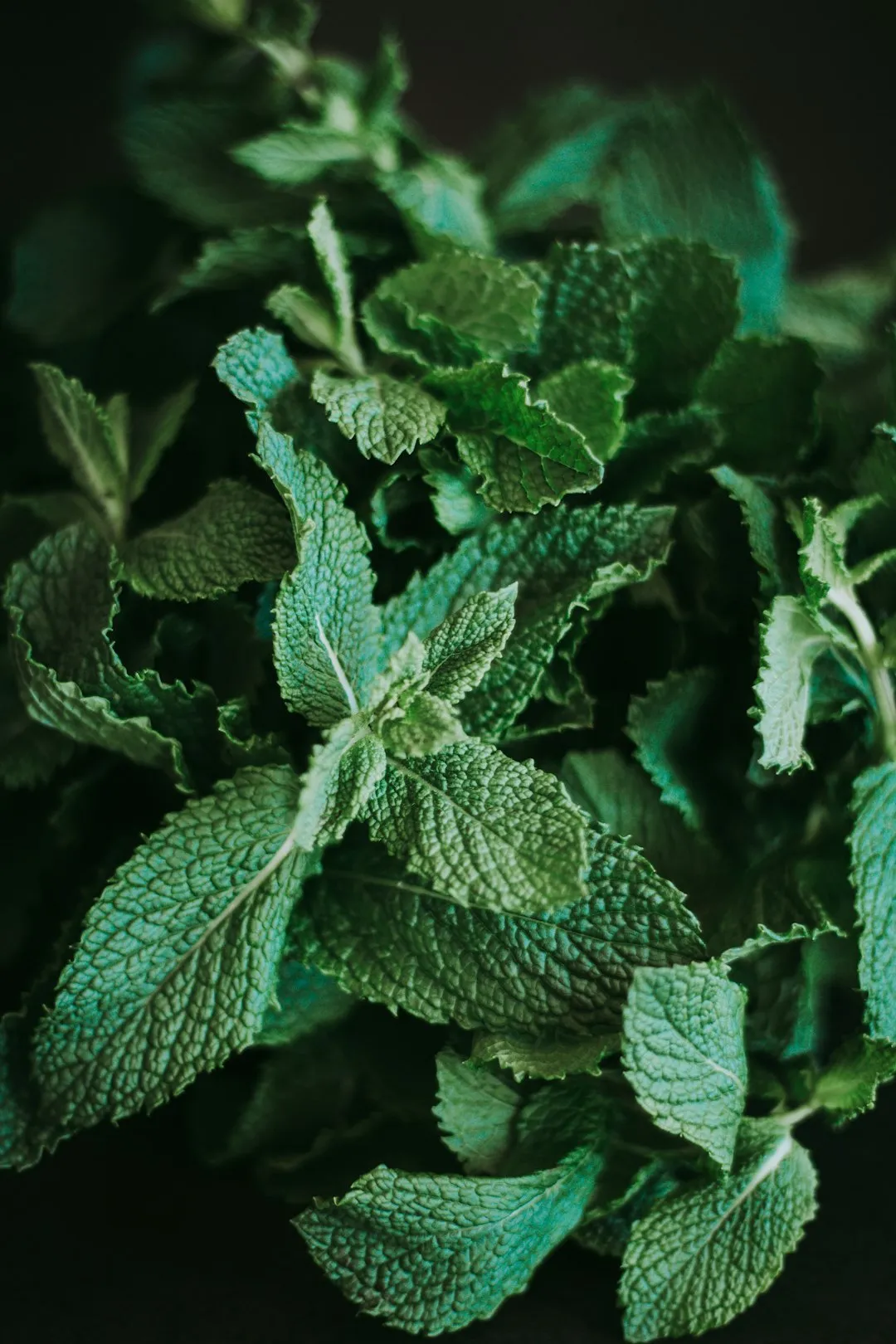Mint Leaves
