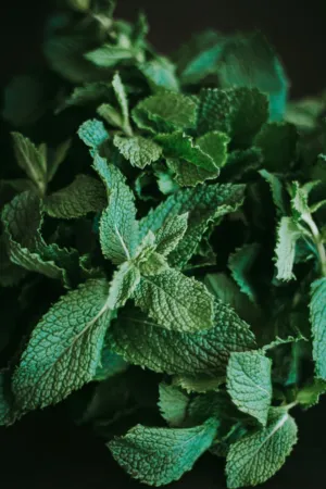 Mint Leaves