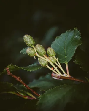 Green Berry Cluster