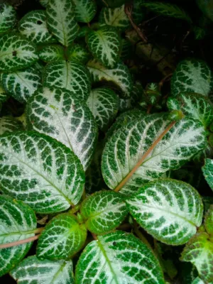 Green And White Leaf Pattern