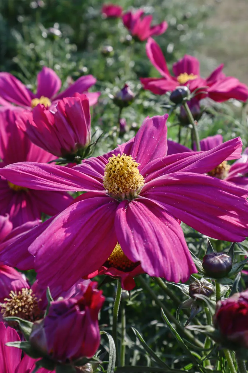Pink Cosmos Flowers