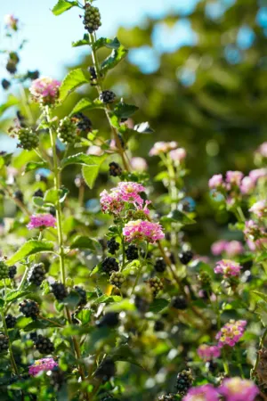 Blackberry Bush In Bloom