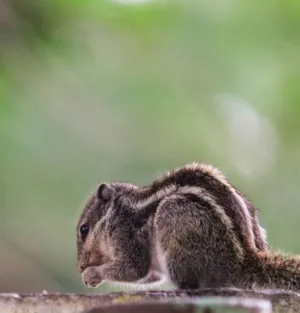 Squirrel In The Wild