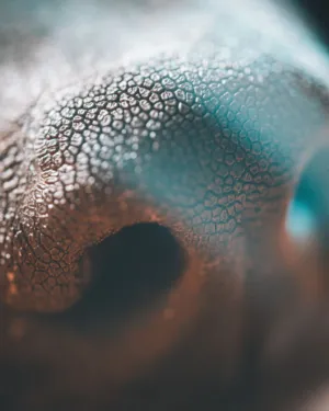 Macro View Of A Textured Surface