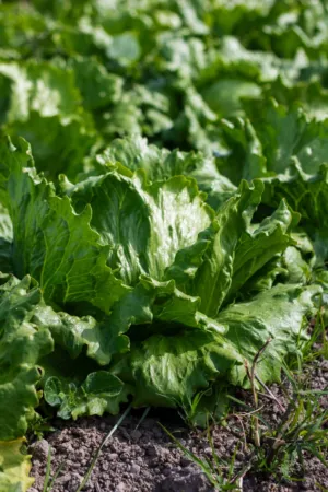 Lettuce Field