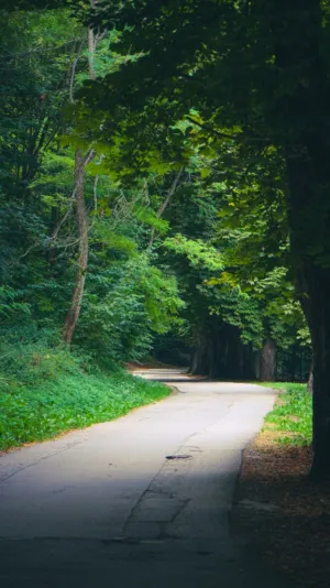 Forest Path