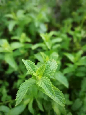 Mint Plant