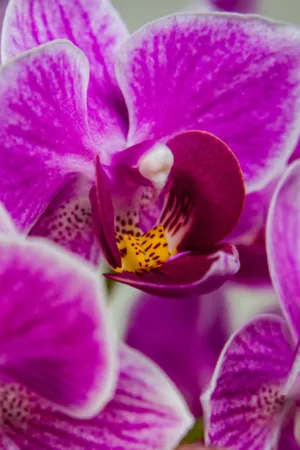 Purple Orchid Close-Up
